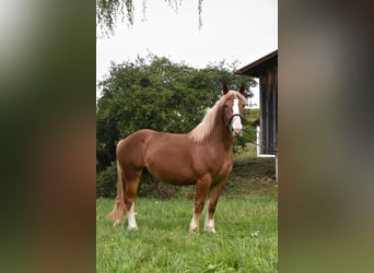 Breton, Mare, 3 years, 15.2 hh, Chestnut-Red