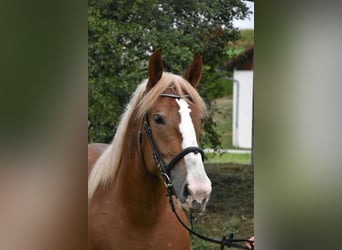 Breton, Mare, 3 years, 15.2 hh, Chestnut-Red