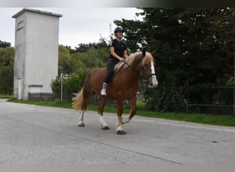 Breton, Mare, 3 years, 15.2 hh, Chestnut-Red