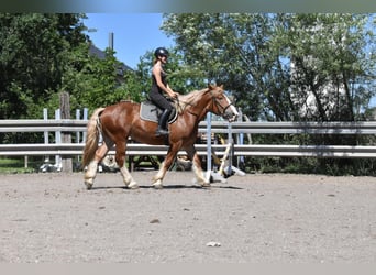 Breton, Mare, 3 years, 15.2 hh, Chestnut-Red