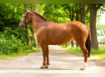 Breton Mix, Mare, 4 years, 14,1 hh, Chestnut-Red