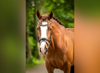 Breton Mix, Mare, 4 years, 14,1 hh, Chestnut-Red