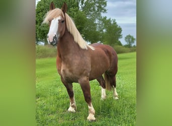 Breton, Mare, 4 years, 15,2 hh, Chestnut-Red