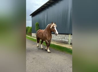 Breton, Mare, 4 years, 15,2 hh, Chestnut-Red