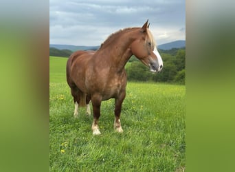 Breton, Mare, 4 years, 15,2 hh, Chestnut-Red
