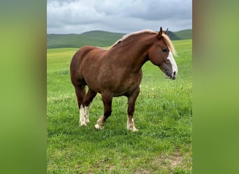 Breton, Mare, 4 years, 15,2 hh, Chestnut-Red