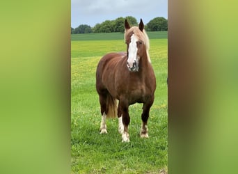 Breton, Mare, 4 years, 15,2 hh, Chestnut-Red