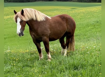 Breton, Mare, 4 years, 15,2 hh, Chestnut-Red