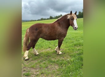 Breton, Mare, 4 years, 15,2 hh, Chestnut-Red