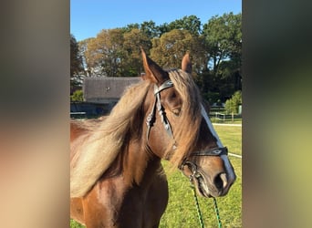 Breton, Mare, 6 years, 16 hh, Chestnut