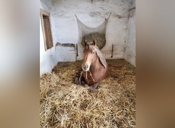 Breton, Mare, 7 years, 16 hh, Brown