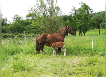 Breton, Mare, 7 years, 16 hh, Brown