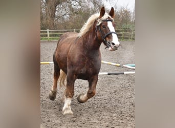 Breton, Merrie, 12 Jaar, 162 cm, Vos