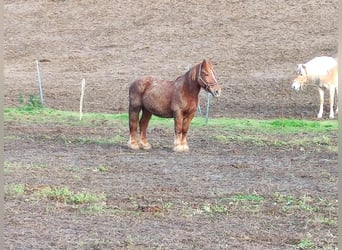 Breton Mix, Merrie, 13 Jaar, 155 cm
