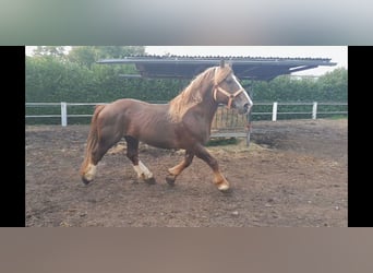 Breton, Stallion, 14 years, 15,3 hh, Chestnut-Red