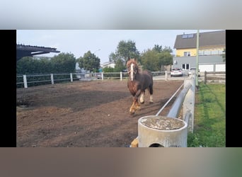 Breton, Stallion, 14 years, 15,3 hh, Chestnut-Red