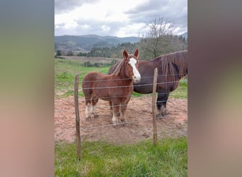 Breton, Stallion, 1 year, 16,2 hh, Chestnut-Red