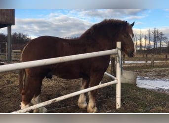 Breton, Stallion, 3 years, 15,2 hh, Chestnut-Red