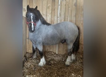Breton, Stallion, 3 years, 16 hh, Roan-Red