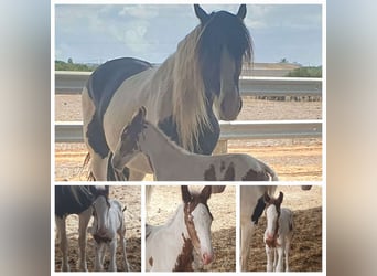 Breton Mix, Stallion, 3 years, Sabino