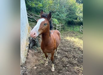 Breton Mix, Stallion, Foal (04/2024), Bay