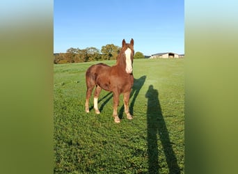 Breton, Stallion, Foal (01/2025)