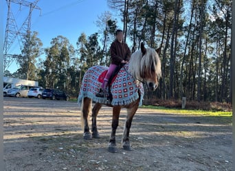 Bretón, Yegua, 7 años
