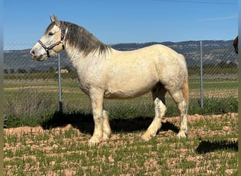 Bretone Mix, Castrone, 12 Anni, 160 cm, Grigio