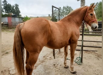 Bretone Mix, Castrone, 6 Anni, 163 cm, Sauro