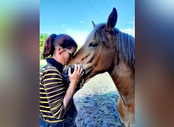 Bretone, Giumenta, 7 Anni, 165 cm, Baio