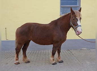 Bretone, Stute, 12 Jahre, 163 cm, Fuchs