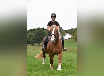 Bretone, Stute, 3 Jahre, 159 cm, Fuchs