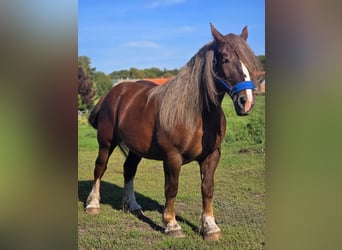 Bretone, Stute, 6 Jahre, 165 cm, Dunkelfuchs