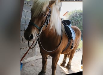 Bretone, Stute, 7 Jahre, 165 cm, Brauner