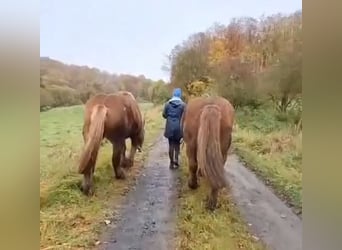 Bretone, Stute, 7 Jahre, 165 cm, Brauner