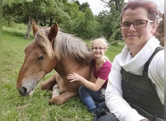 Bretone, Stute, 7 Jahre, 165 cm, Brauner
