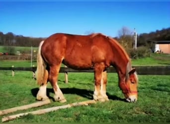 Bretone, Stute, 7 Jahre, 165 cm, Brauner
