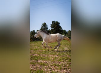 Bretone Mix, Wallach, 12 Jahre, 160 cm, Schimmel