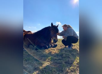 Bretone, Wallach, 9 Jahre, 170 cm, Schwarzbrauner