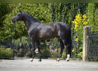 KWPN, Stallion, 18 years, 17.1 hh, Black
