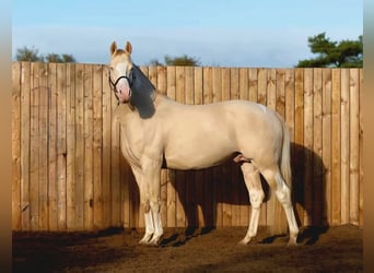 Britannique sang-chaud, Étalon, 11 Ans, 158 cm, Perlino