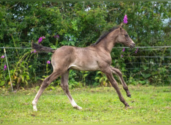 Britannique sang-chaud, Étalon, Poulain (06/2024), 168 cm, Bai brun foncé