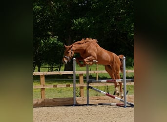 Britannique sang-chaud, Hongre, 3 Ans, 165 cm, Alezan brûlé