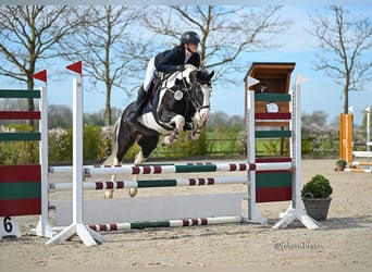 Britannique sang-chaud Croisé, Hongre, 4 Ans, 146 cm, Pinto
