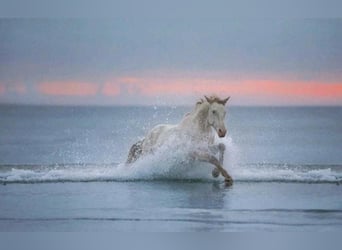 Britannique sang-chaud, Hongre, 8 Ans, Cremello