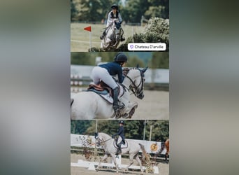 Britannique sang-chaud, Hongre, 9 Ans, 168 cm, Blanc