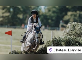 Britannique sang-chaud, Hongre, 9 Ans, 168 cm, Blanc