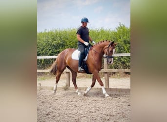 Britannique sang-chaud, Jument, 10 Ans, 161 cm, Alezan brûlé