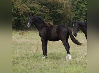 Britannique sang-chaud, Jument, 1 Année, 164 cm, Noir