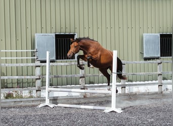 Britannique sang-chaud Croisé, Jument, 2 Ans, 158 cm, Bai cerise